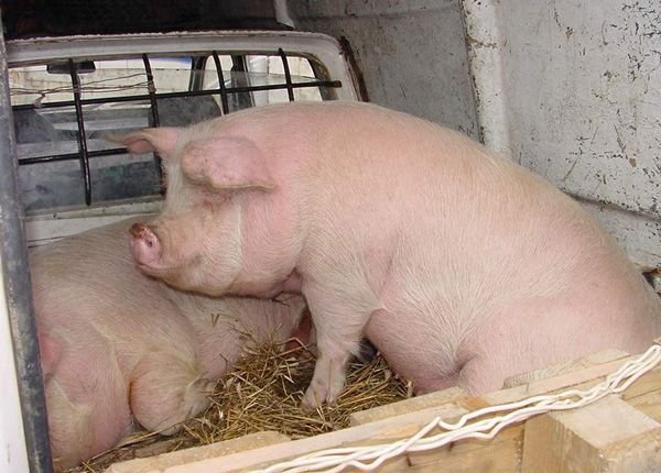 Un tânăr a furat cinci porci şi bunuri de 4.000 de lei dintr-o fostă fermă din Nădlac