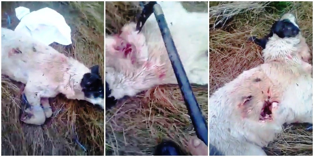 VIDEO ȘOCANT! Imagini de groază cu un câine care este ciopârțit cu o seceră cutremură Aradul