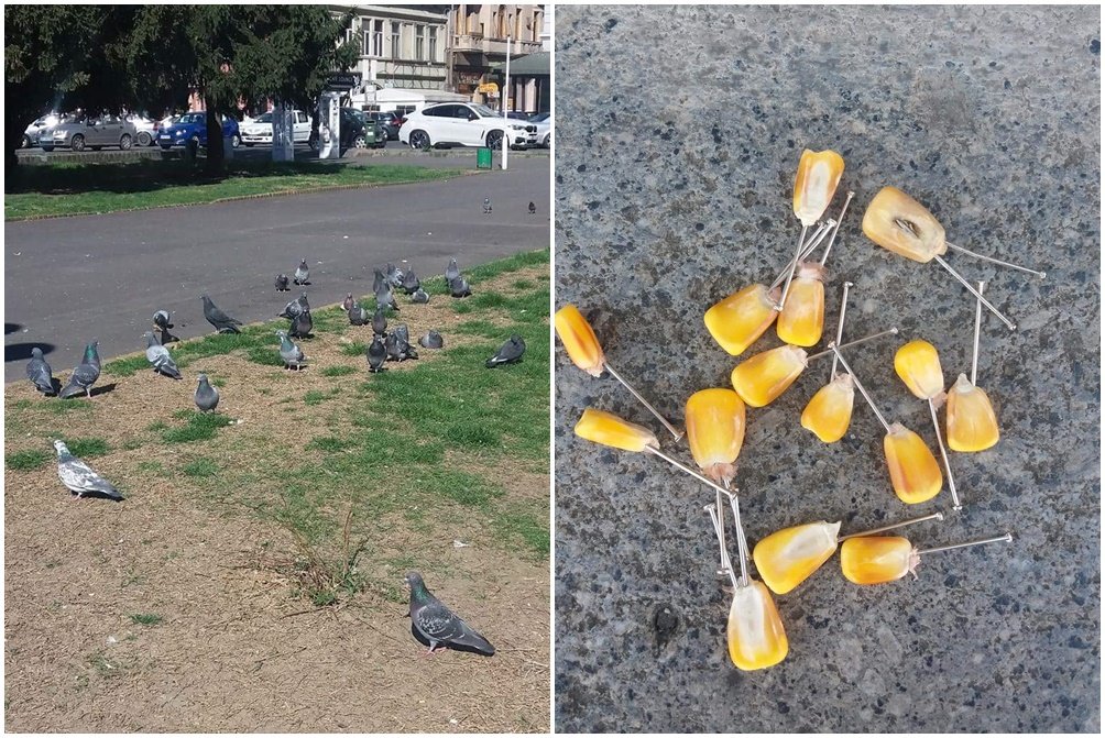 Porumbeii din Piața Avram Iancu, în pericol. Minți bolnave au pus ace în boabele de porumb ca să-i ucidă