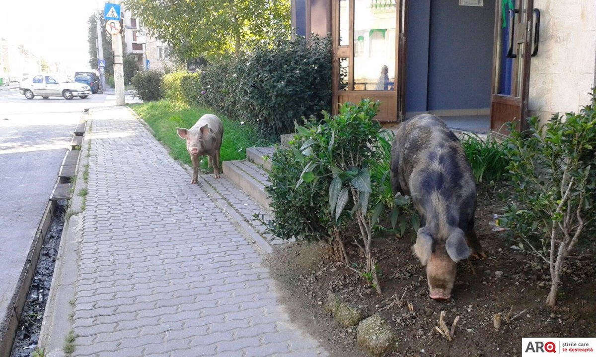 Porcii calcă în picioare cartierul Alfa