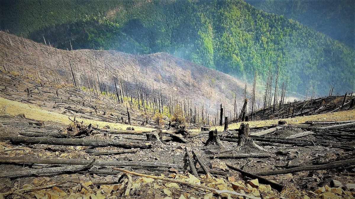 Scade numărul incendiilor din pădurile de stat administrate de Romsilva
