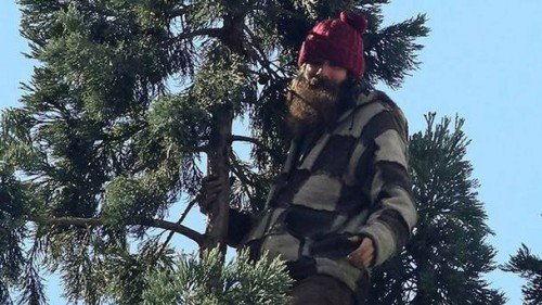 La Arad un ”copil” de 20 de ani a fost dat jos din pom cu ajutorul pom ... pierilor