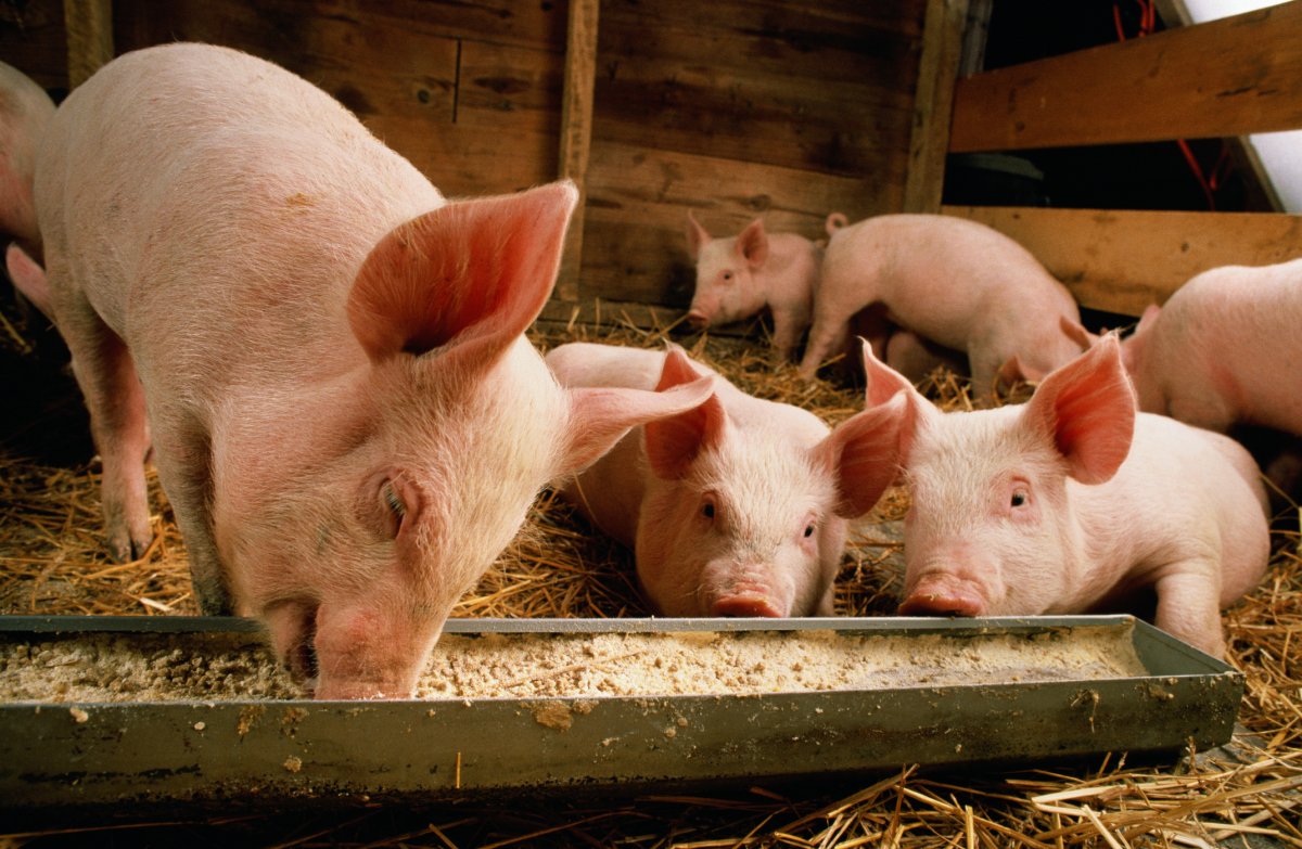 Gata cu lăturile: porcii nu vor mai putea fi hrăniți cu resturi alimentare