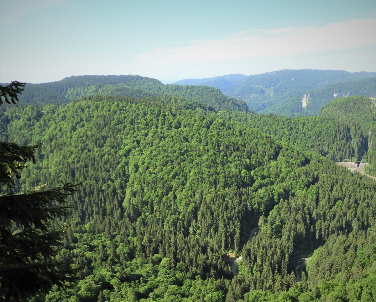 Romsilva adoptă măsuri suplimentare pentru prevenirea și stingerea incendiilor în fondul forestier