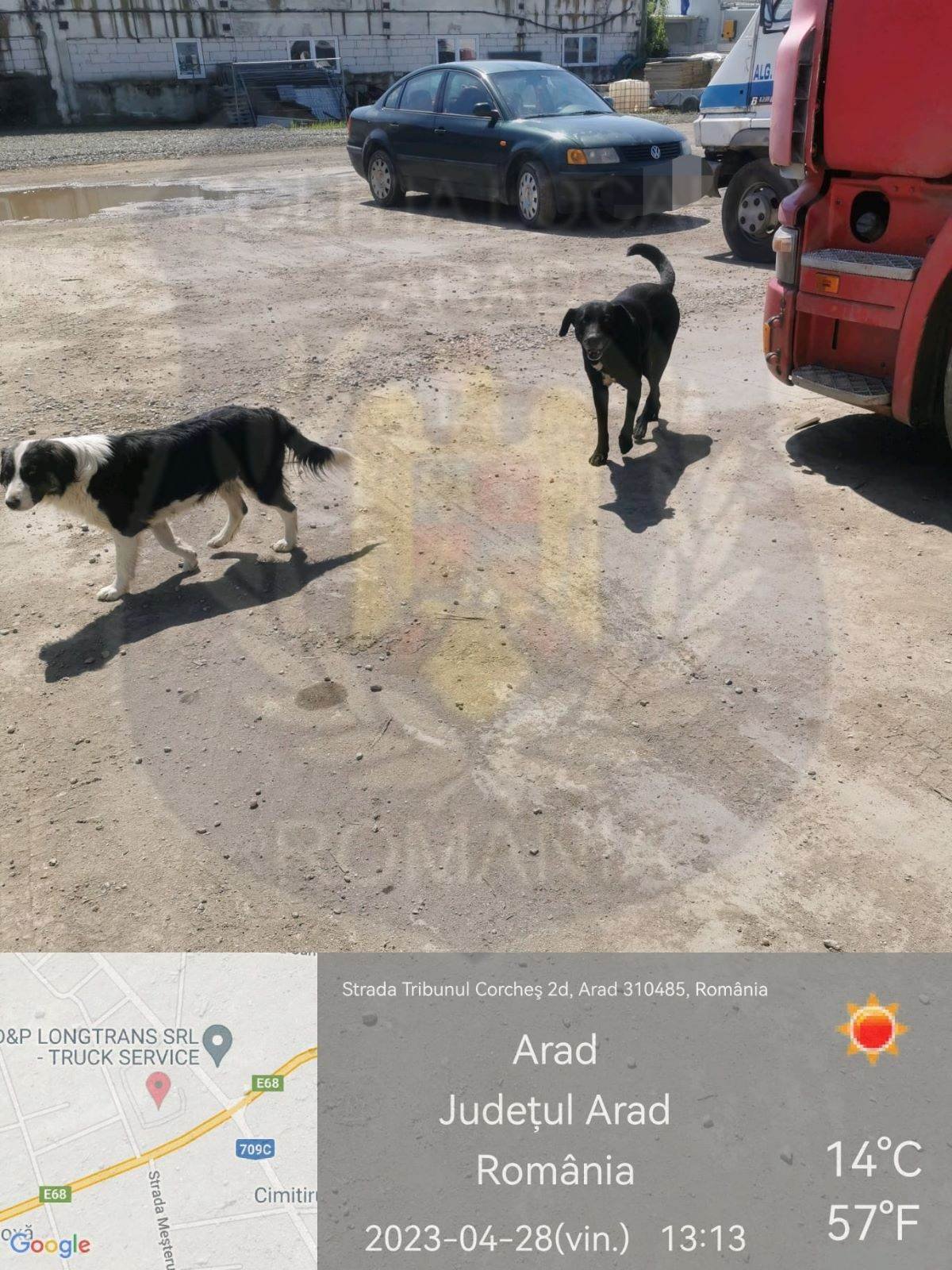 Polițiștii locali au adunat câinii de pe străzi (FOTO)