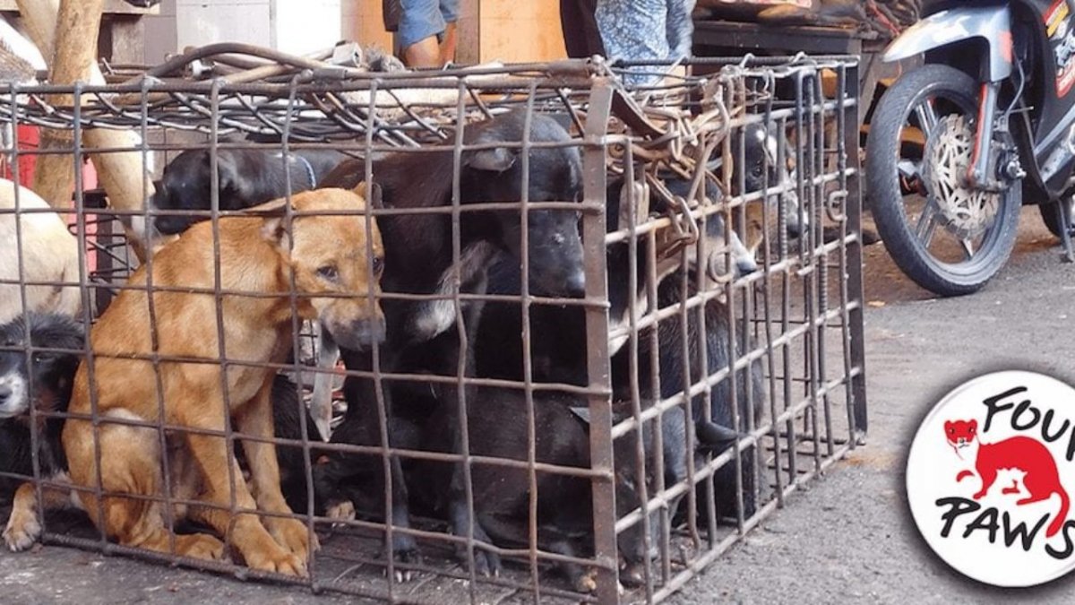 Coreea de Sud va interzice consumul de carne de câine și sacrificarea animalelor