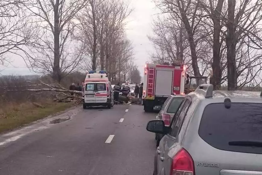 Un copac s-a prăbușit și a ucis un om, pe o șosea din Arad. Familia a dat în judecată CNAIR