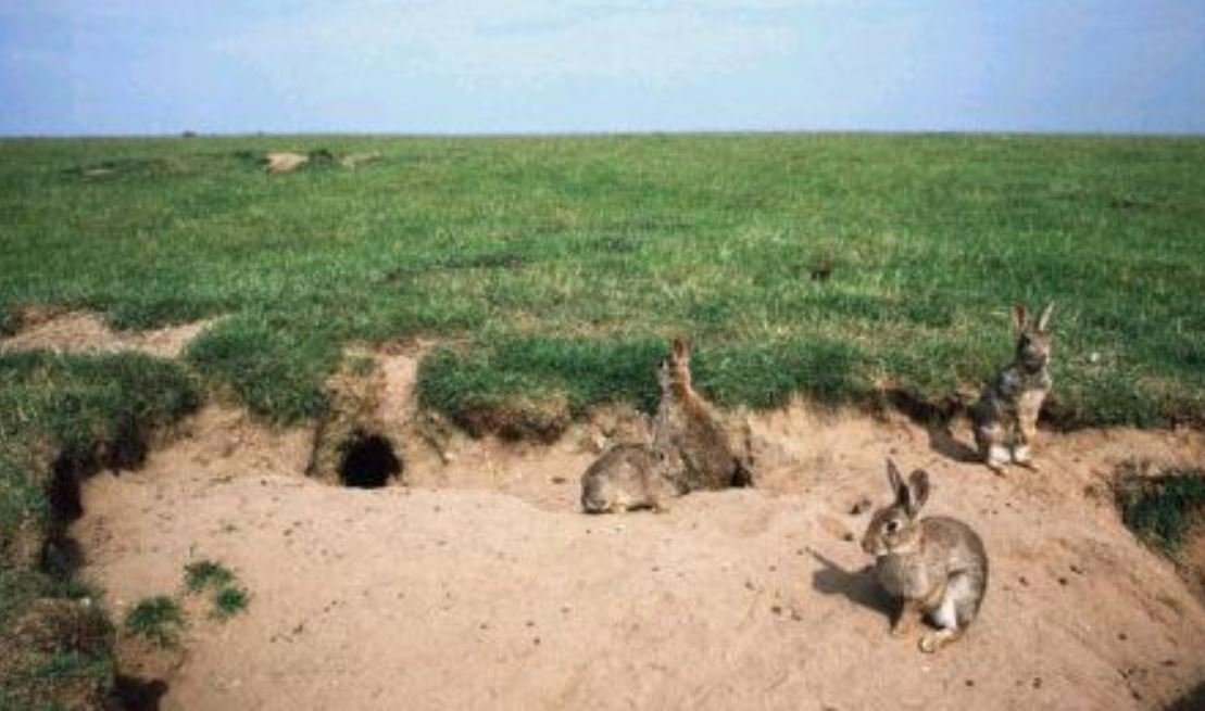 VIDEO | Invazie de iepuri la Pecica și Nădlac. Culturile de floarea-soarelui, compromise pe suprafețe mari