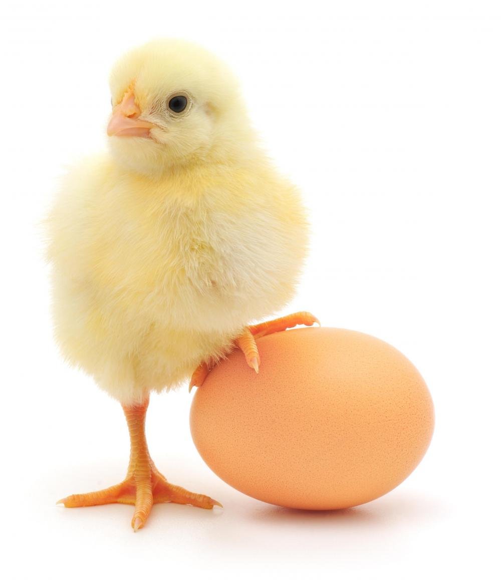 Ce se întâmplă în organism atunci când consumați un ou în fiecare zi