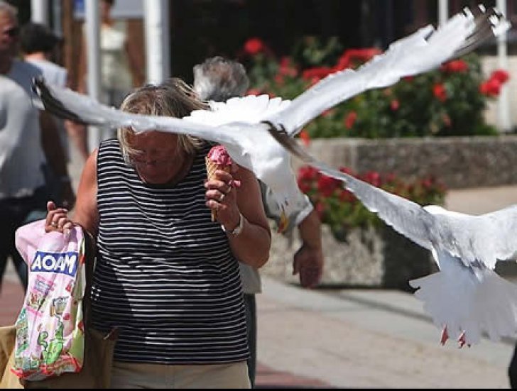 Pescăruşii  atacă turiştii aflaţi la plajă