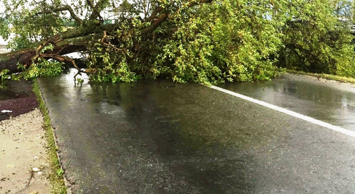 Un drum din Arad a fost închis de autorități din cauza copacilor rupți de vânt și a pericolului producerii de accidente
