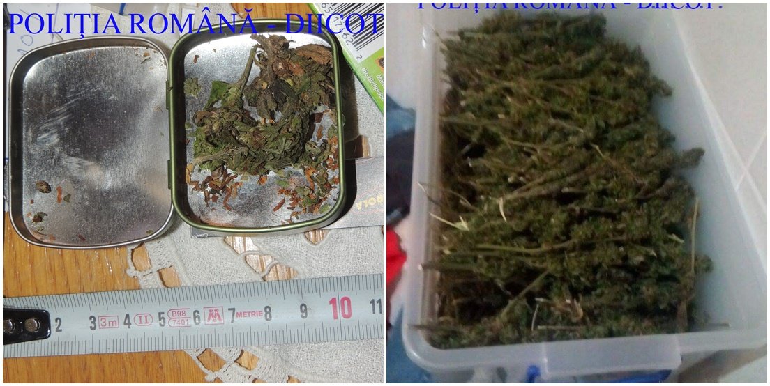 TRAFIC DE DROGURI în Arad. Un bărbat, reținut după ce în casa sa au fost găsite două kilograme de cannabis