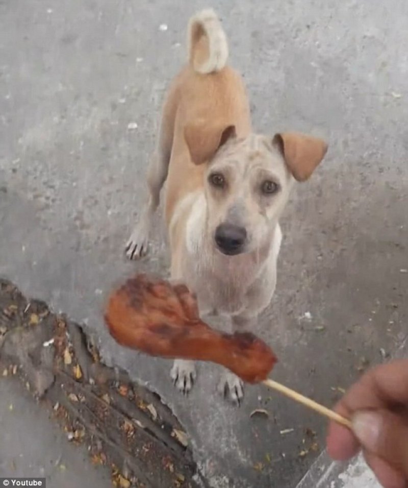 Un bărbat a dat de mâncare unui câine, dar a amuțit când a văzut ce s-a întâmplat imediat după! Toți au rămas fără cuvinte