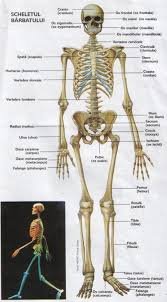 Otrava asta îţi distruge oasele, însă o bei în fiecare zi! Adevărul pe care nimeni nu îl spune