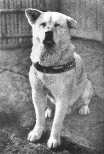Pe 8 martie 1935 murea Hachiko, cainele care si-a asteptat stapanul aproape 10 ani