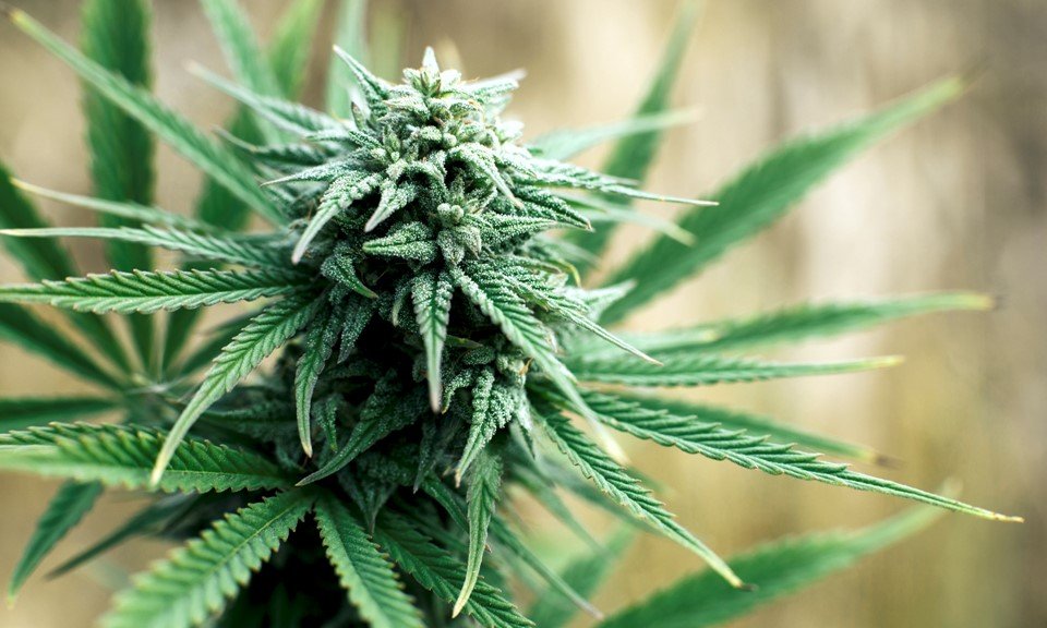 Cannabisul va fi vândut în farmacii începând din iulie