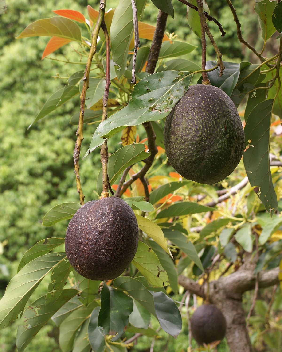 Fructul care te scapă de cancer, diabet și bolile de inimă 