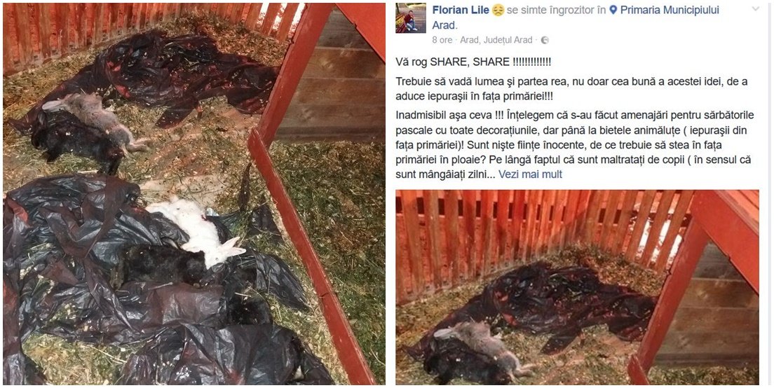 FOTO | Iepurașii puși într-un țarc în fața Primăriei Arad, uciși de câinii vagabonzi