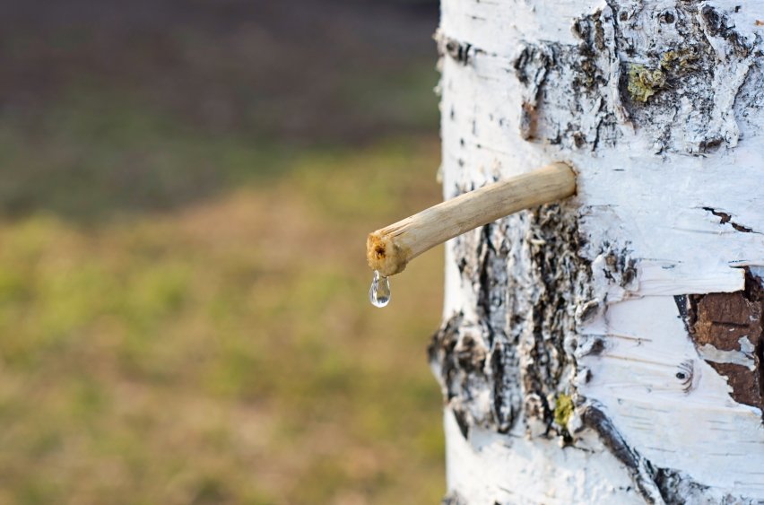  Crește și în România! Acest copac denumit și arborele vieții a uimit toți medicii. Iată de ce!