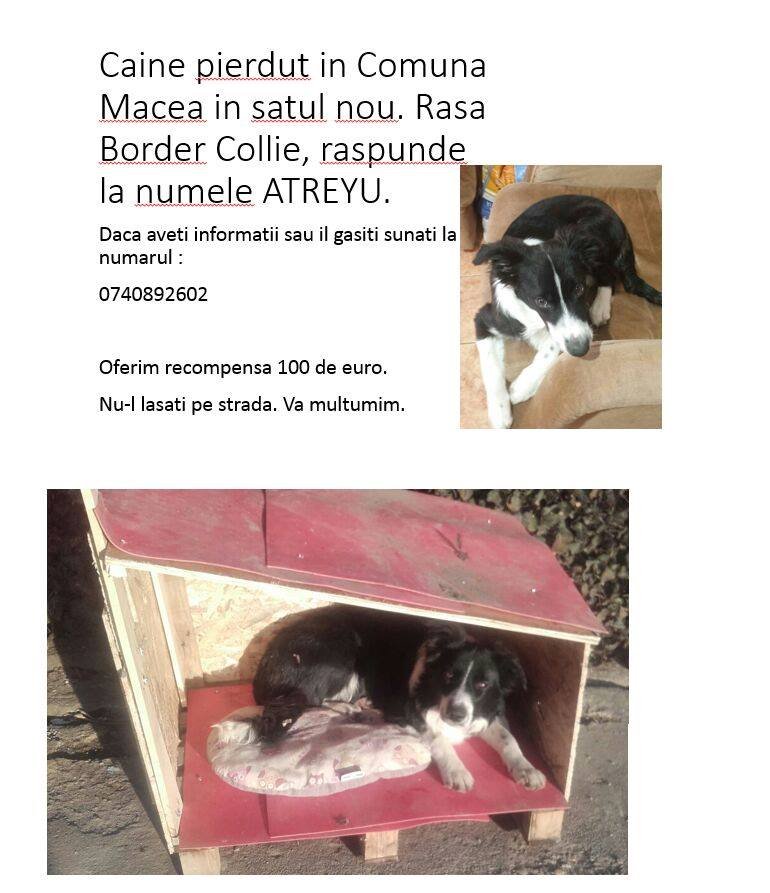 Câine pierdut în Macea. Stăpânul cere ajutorul localnicilor și oferă recompensă