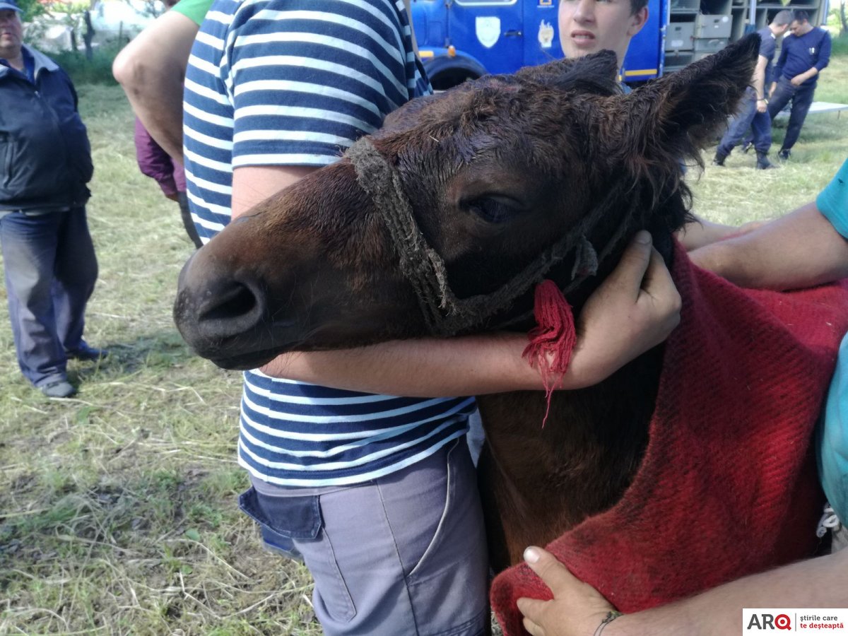 VIDEO | Un mânz căzut într-o fântâna din Curtici, salvat de pompieri