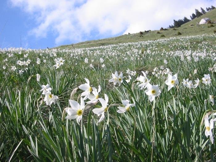 Locul din România în care o floare costă 5.000 de lei