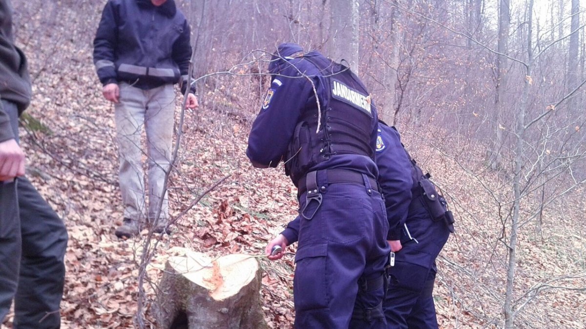 Au tăiat ilegal arbori în pădurea din Birchiș