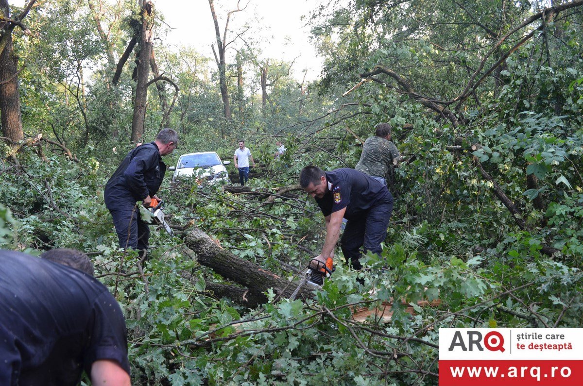 Blestemul Sânzienelor s-a pogorât asupra Pădurii Ceala (Foto & Video)