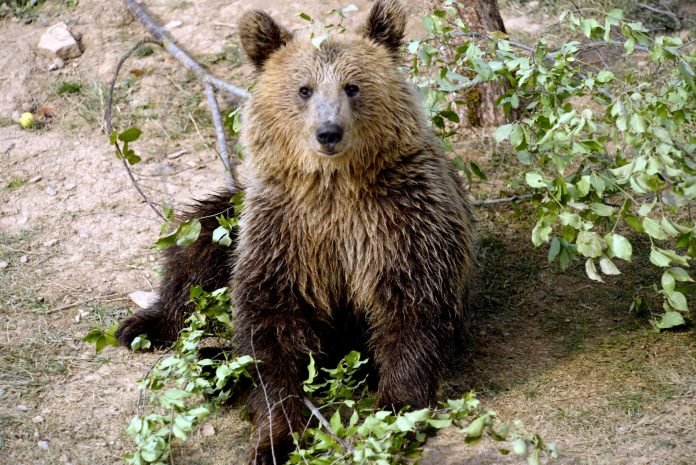 Minor sfâșiat de urs, în Banat!