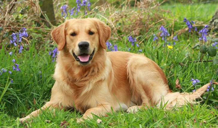 Ce a fătat o căţeluşă Golden Retriever a uimit o ţară întreagă. E al treilea caz din istorie