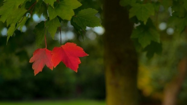PROGNOZA METEO. Vremea se mai răceşte şi va ploua în unele zone. Când se încălzeşte din nou