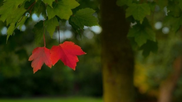 PROGNOZA METEO. Vremea se mai răceşte şi va ploua în unele zone. Când se încălzeşte din nou 