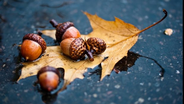 PROGNOZA METEO PE DOUĂ SĂPTĂMÂNI: Ploi şi temperaturi scăzute în toate regiunile, lapoviţă şi ninsori la munte