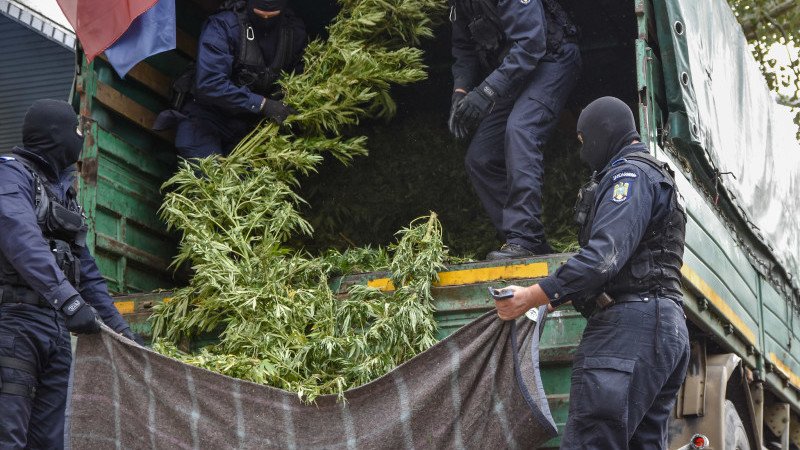 Cum se deghizau poliţiştii din Arad pentru a avea grijă de cultura lor de cannabis, până să fie prinşi în flagrant