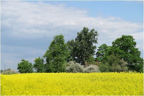 Moda în agricultură: trei culturi clasice versus trei culturi de nișă