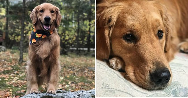 Povestea câinelui ce i-a salvat viața stăpânei sale! Cum a reușit câinele să o oprească din a suferi un atac