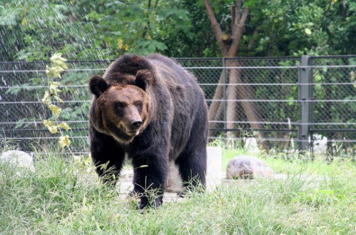 O fată de 14 ani şi un bărbat, atacați de URS într-un cartier din orașul Făgăraș