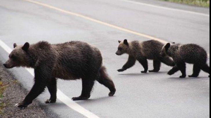 Alertă la Brașov. O ursoaică cu trei pui se află în zona unui hypermarket, la intrarea în oraș