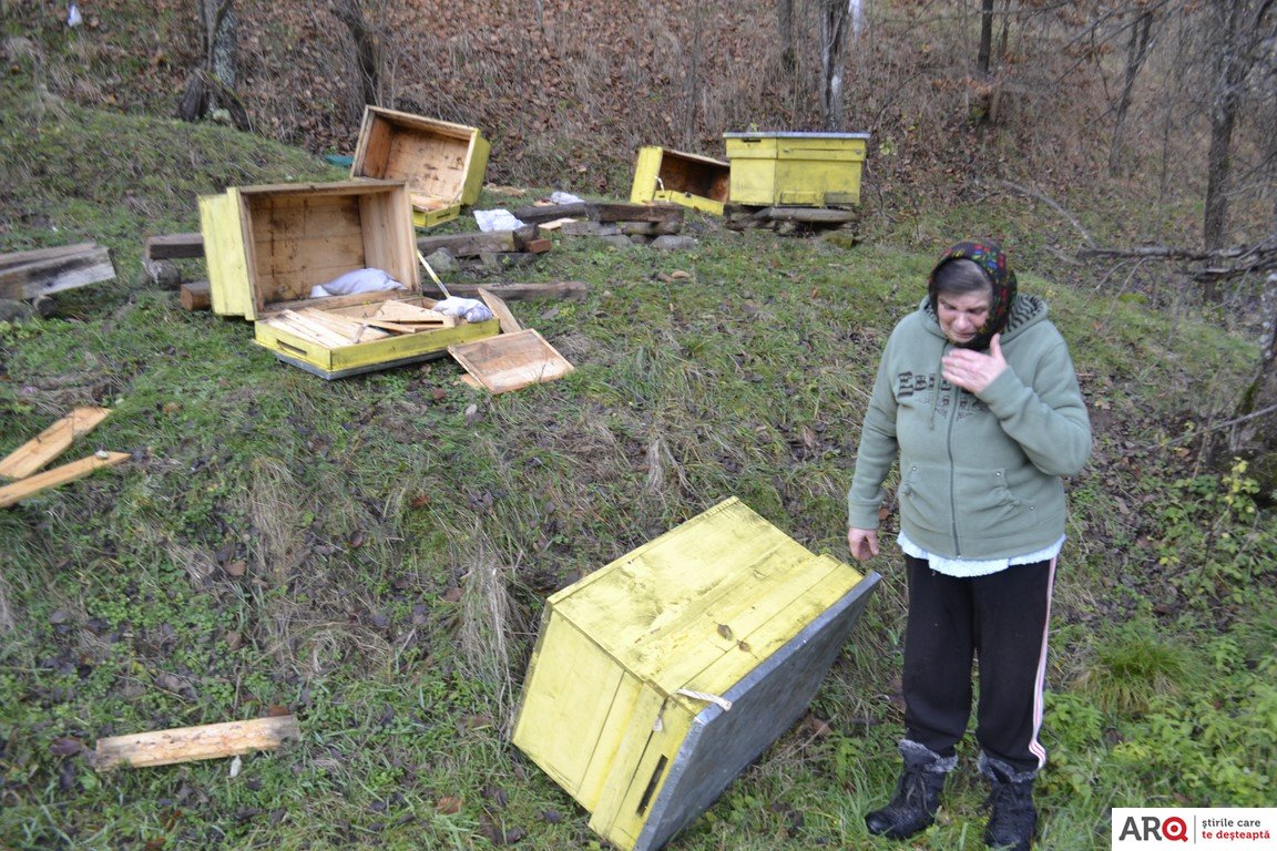 Un urs a devastat stupii unei familii din Iacobini - Comuna Brazii (FOTO/VIDEO)