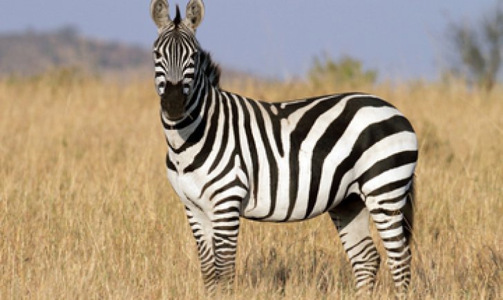 De ce au zebrele dungi pe corp? Răspunsul uimitor al oamenilor de știință