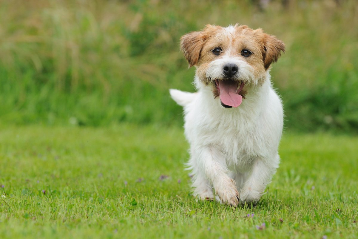 Vaccin contraceptiv pentru câini, dezvoltat de cercetători