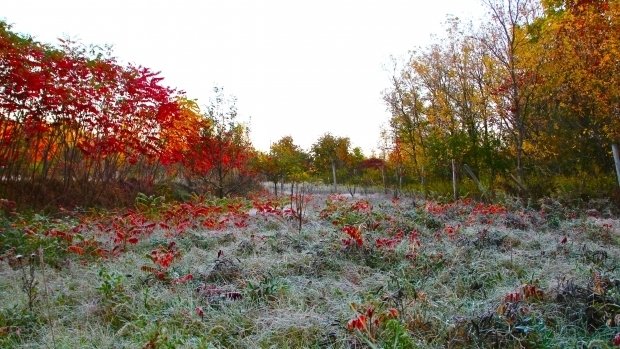 PROGNOZA METEO: Se anunţă ploi, ceaţă şi burniţă în weekend