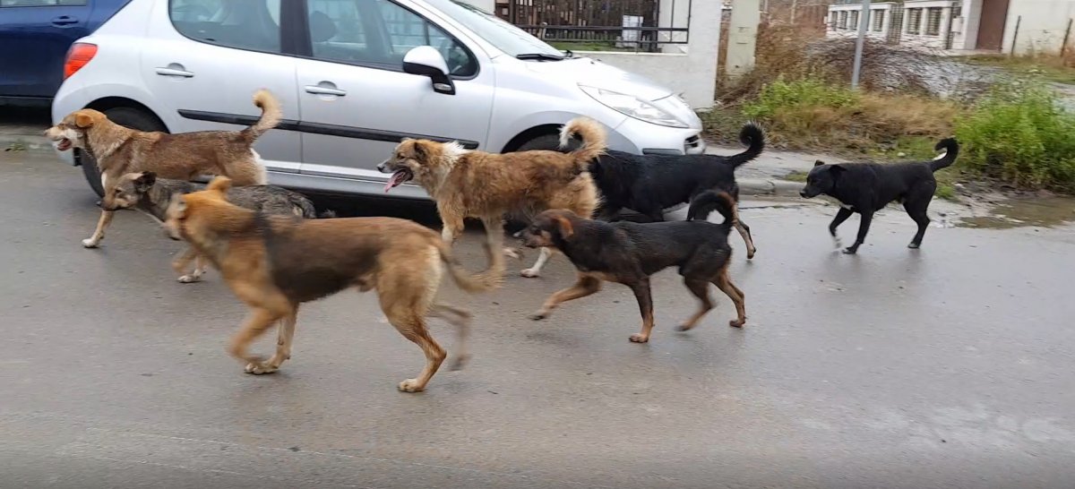 Acțiune pentru capturarea câinilor fără stăpân