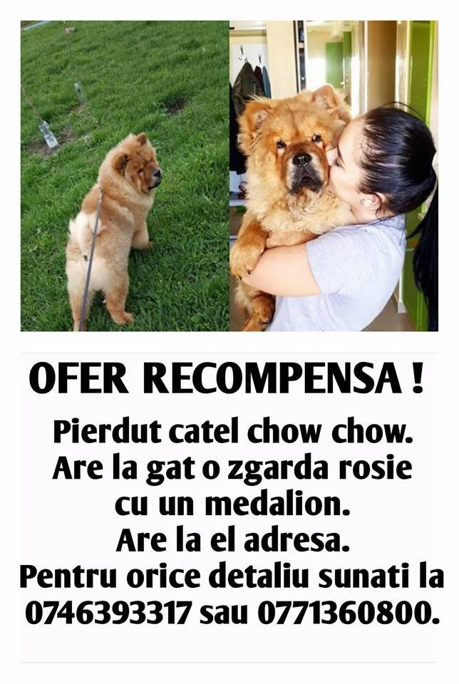 Câine Chow Chow pierdut! Se oferă recompensă