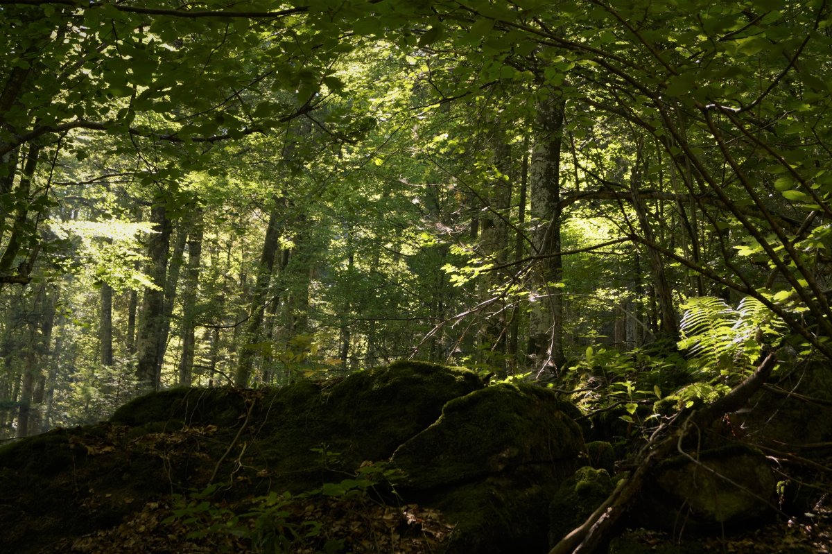 ROMSILVA a obținut certificarea managementului forestier la standarde internaționale pentru trei sferturi din pădurile de stat administrate