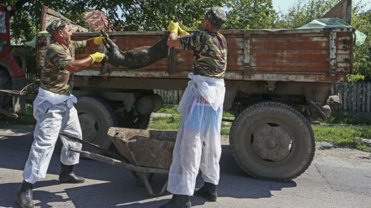 Dezvăluirea unui crescător de porci, lovit de incompetența guvernului: 