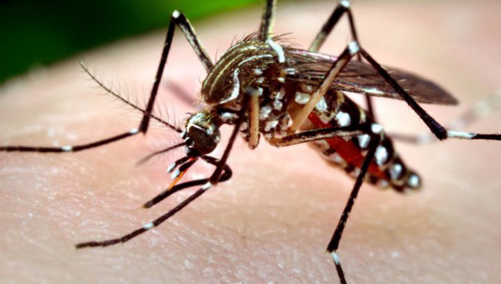 Atenţie la ţânţari! 23 de cazuri de infecţie cu virusul West Nile în România. O persoană a murit
