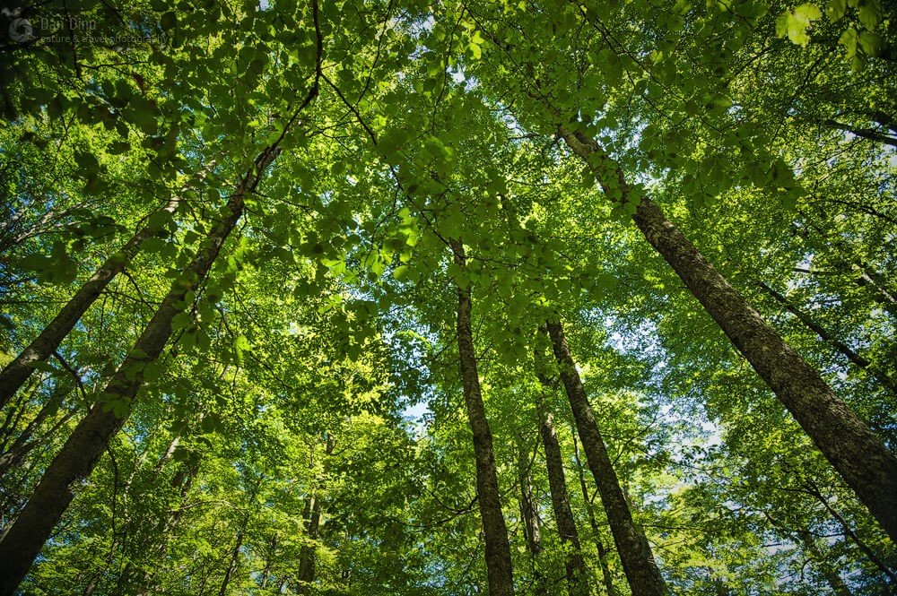 ROMSILVA a obținut certificarea managementului forestier pentru altte 127.000 de hectare de păduri de stat