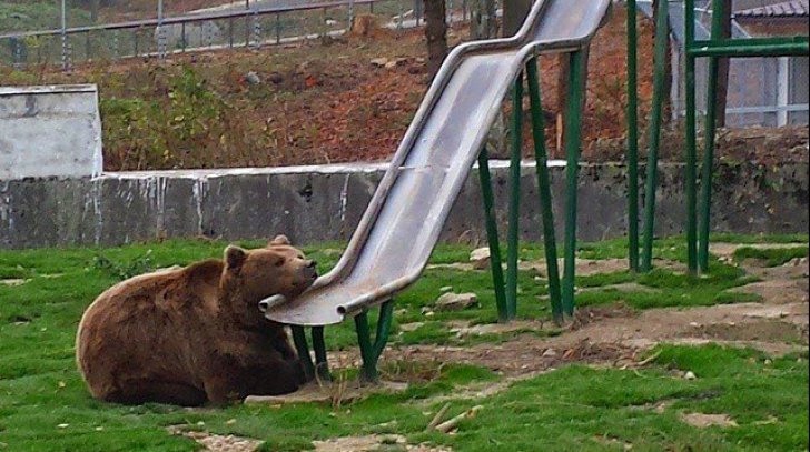 Doi îngrijitori de la Zoo Brașov, atacaţi de urşi. Intervine SMURD