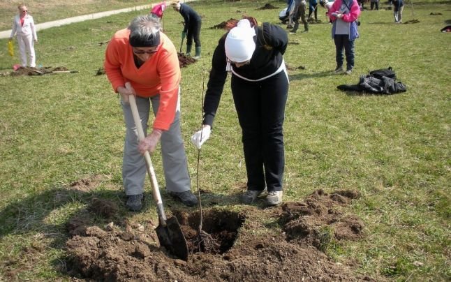 În locul fiecărui copac uscat din municipiu se vor planta alţi trei copaci